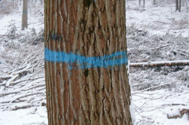 Indicate a save tree. A tree marked in this fashion typically will be harvested within 5 years