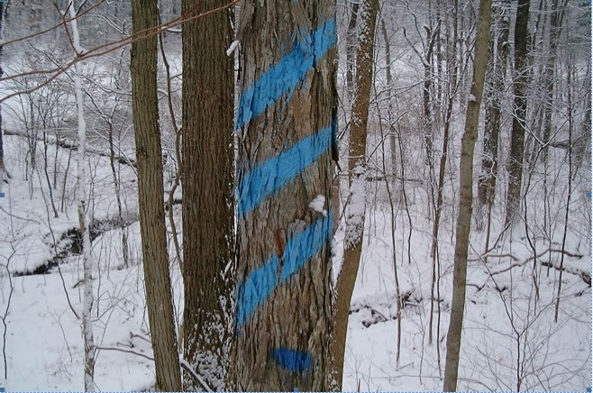 Indicates a timber sale boundary. A tree marked in this fashion may or may not be harvested in 5 years