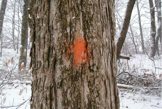 Indicates a cut tree.  A tree marked in this fashion will be harvested within 2 years