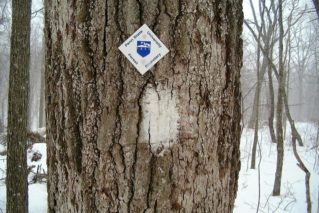 Indicates the Penn State  property line. A tree marked in this fashion identifies where the Penn State ownership begins and ends