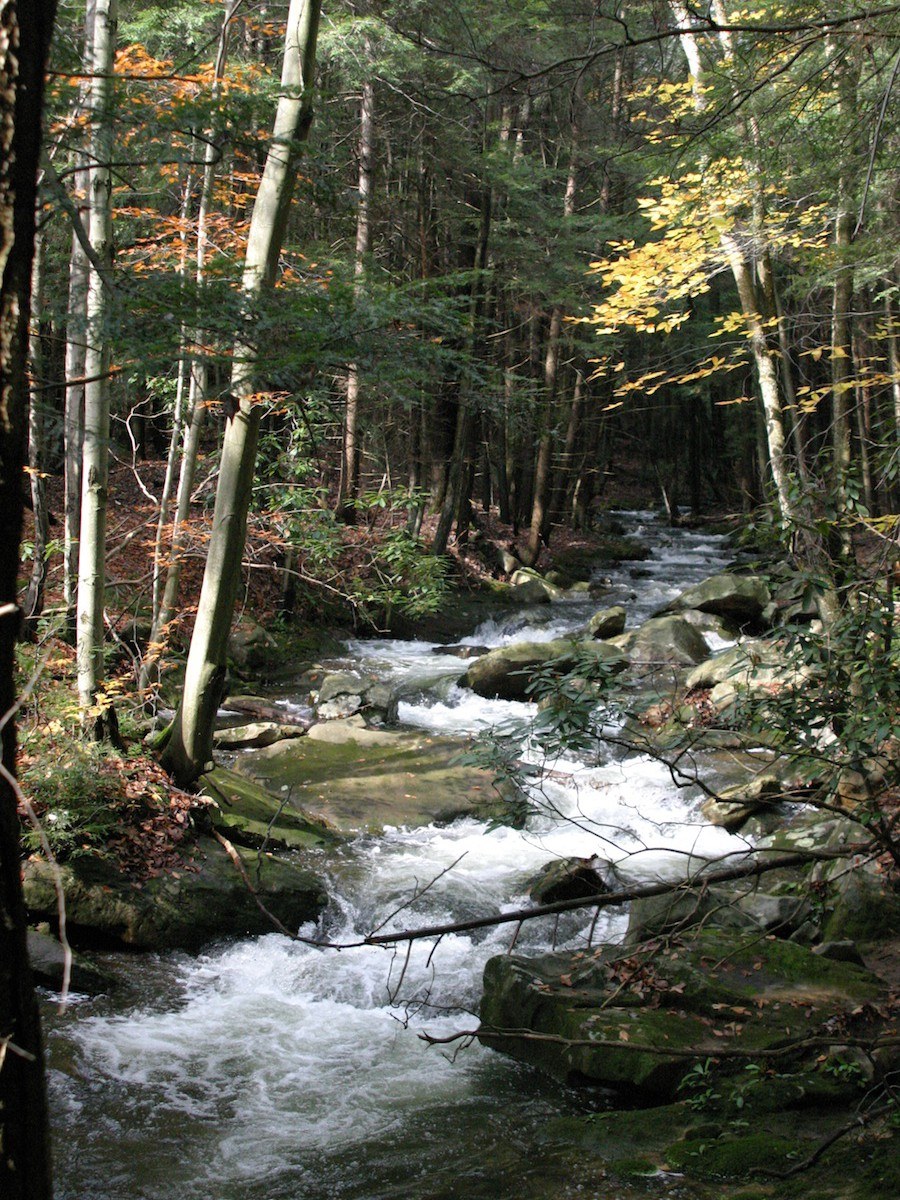 Forested stream