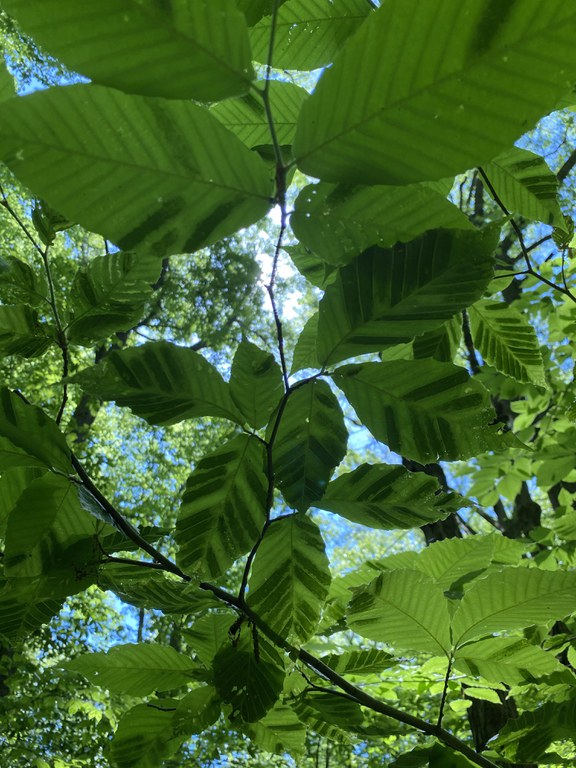 Photo of infested Beech Leaves taken by Sarah Wurzbacher