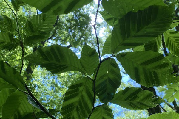Beech Leaf Disease Ramping Up in PA Forests A beech showing early signs of beech leaf disease. (Photo by Sarah Wurzbacher)