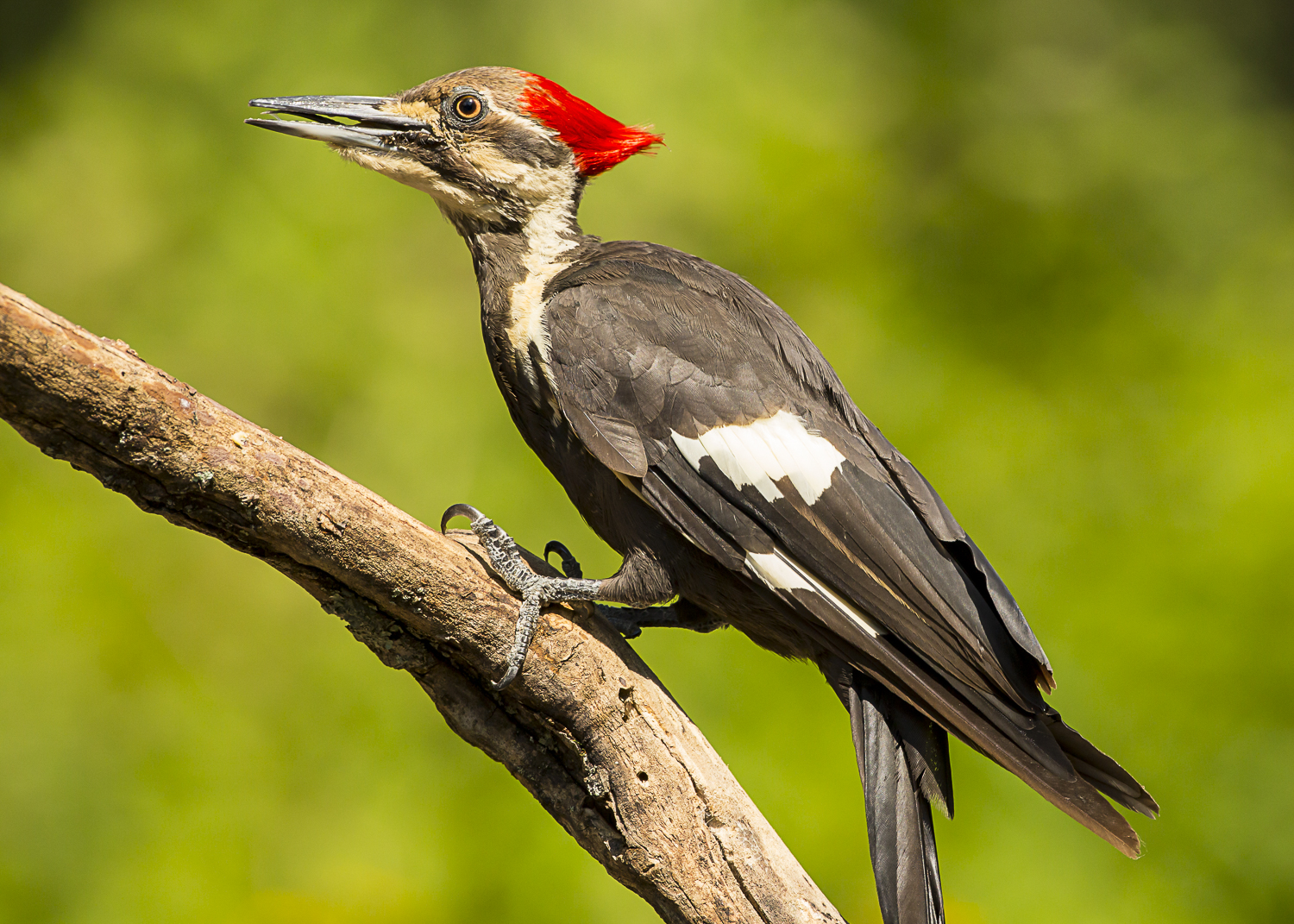 Birds Need Nesting Sites-You Can Help — Research — Department of Ecosystem  Science and Management