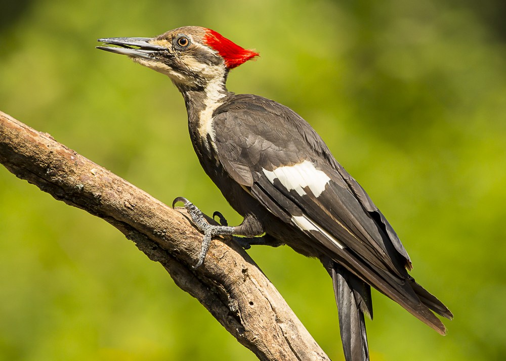 Pileated Woodpecker. These primary cavity nesters excavate distinctive oblong nest holes about 3-1/2” long in dead or dying large trees. Photo© courtesy of Mike and Laura Jackson. Used with permission.