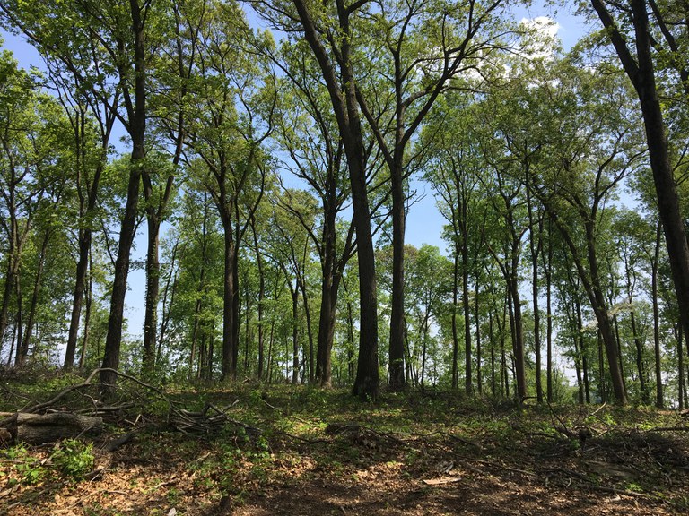 The Pennsylvania DCNR Bureau of Forestry has cer¬tified all of the state-owned forests – more than 2.2 million acres – to the SFI Forest Management stan¬dard, ensuring these forestlands are managed in an environmentally responsible manner.
