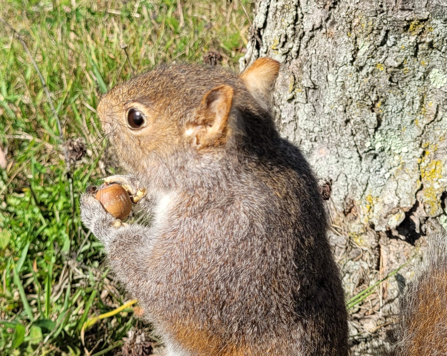 Nuts about acorns: Maryland's Department of Natural Resources