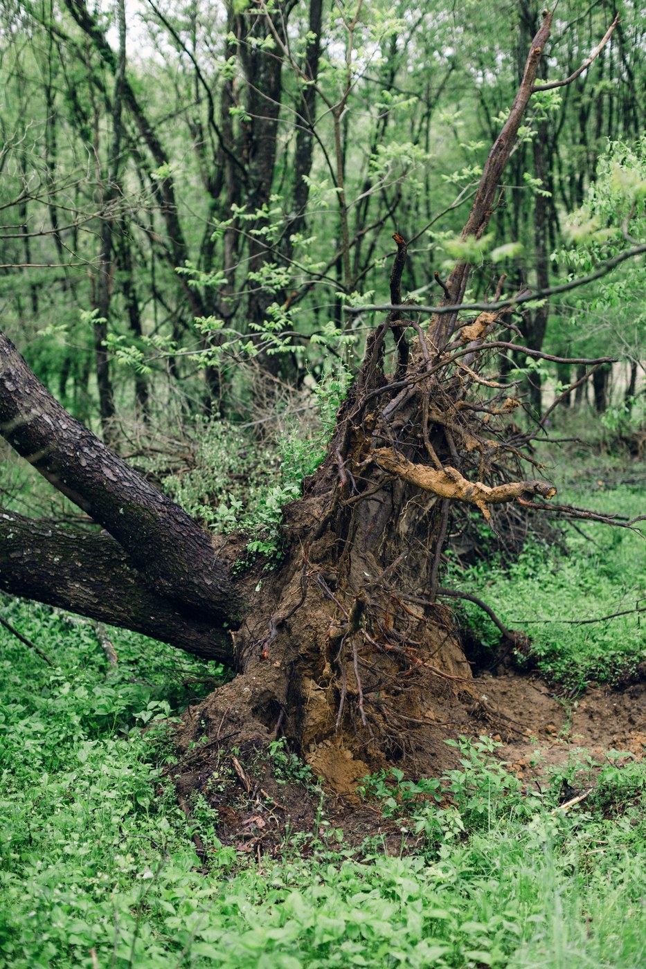 Black cherry tree uprooted by severe storms in Centre County, PA on April 29th 2025