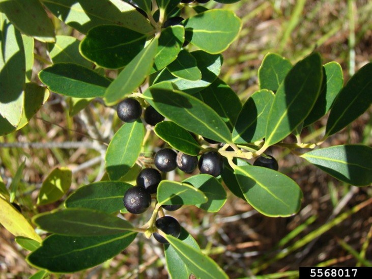 The above picture shows the dark fruit and thick obovate leaves of the inkberry. Rebekah D. Wallace, University of Georgia, Bugwood.org