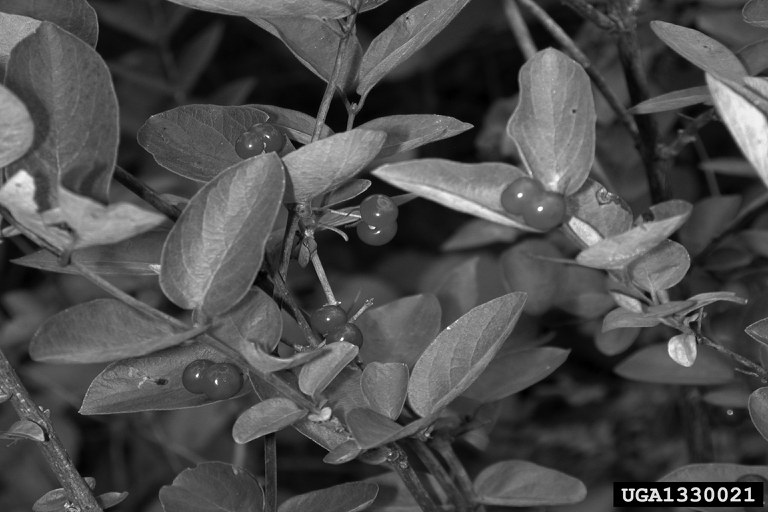 Fruits of the Bush Honeysuckles (Lonicera spp.)  Photo by Chris Evans, University of Illinois, Bugwood.org