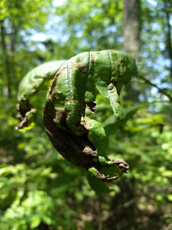 The brown margins, and curling edges of this anthracnose infected chestnut oak are an early giveaway to the disease. Photo by Brent Harding, Penn State Department of Ecosystem Science and Management.