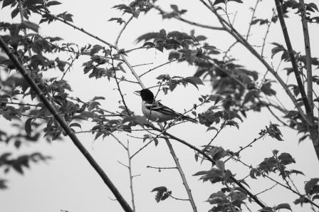 Despite the decline being seen in Pennsylvania's bird population, many landowners are reporting enjoying seeing many colorful birds this spring, like this Baltimore Oriole. Photo by Laura Kirt