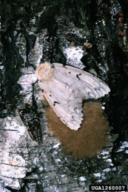 Spongy moth laying eggs. Photo credit: Hannes Lemme, Bugwood.org