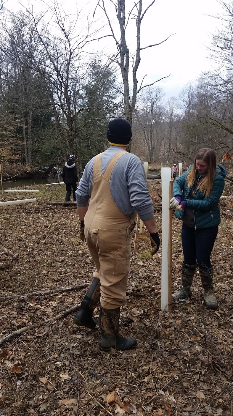 This spring tree planting on a cold day in early April incorporated tree tubes to protect seedlings planted as a riparian buffer.