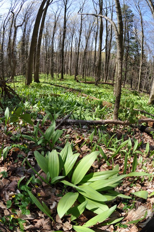 Allium tricoccum, ramps, produce leaves before most other plants in the spring. 