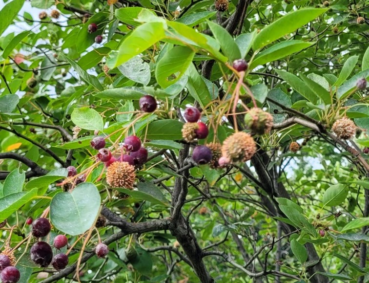 Rust Diseases Affecting Junipers and Trees and Shrubs in the Rose ...