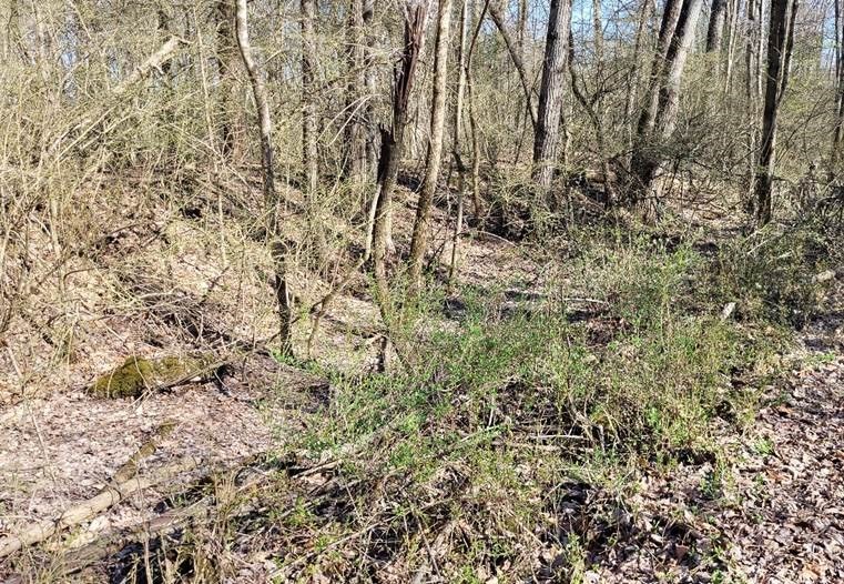 In the photograph above, taken on April 10, 2023 in Centre County, PA, nearly all of the green visible is foliage from invasive shrubs and biennials. This area is significantly impacted.