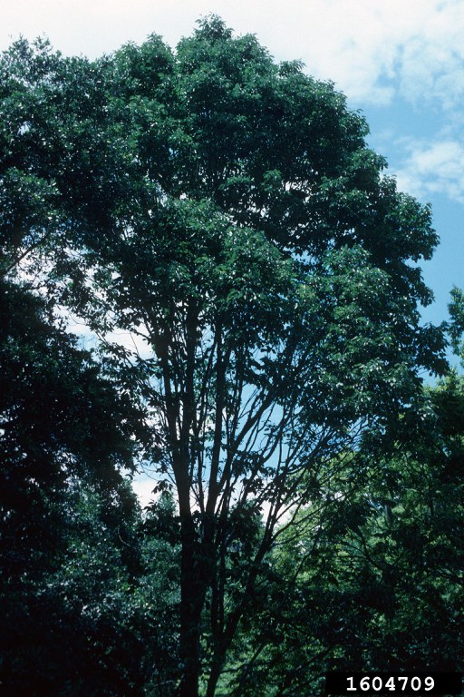 Lingering ash―healthy, mature ash trees found in forest settings where the emerald ash borer has caused widespread mortality―are being sought for study.