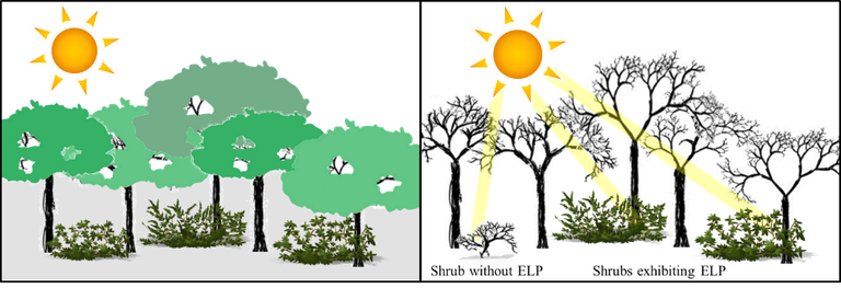 The left panel represents the forest during the growing season. Extended leaf phenology (ELP) becomes apparent at the extreme ends of the growing season (early spring and late fall) when most other species have lost their foliage, as depicted on the right