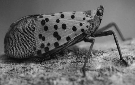 Stay alert! The Spotted Lantern Fly matures to the adult stage in July. PA Department of Agriculture
