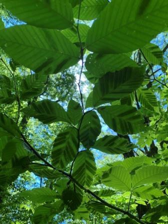 This photo shows the interveinal leaf darkening of beech leaf disease. Photo by Sarah Wurzbacher