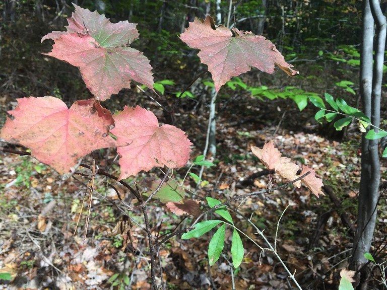 Native maple-leaf viburnum with red fall foliage adjacent to invasive privet, still green.