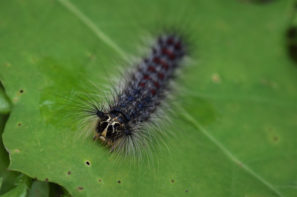 Significant spongy moth defoliation occurred in several parts of Pennsylvania this year. (Photo credit: James Altemus)