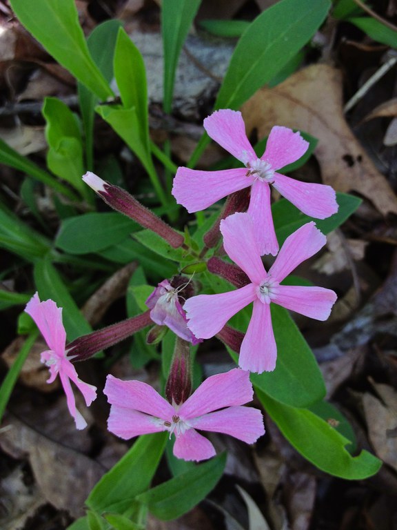 The Pennsylvania wild pink or Pennsylvania catchfly (Silene caroliniana) is a cousin of the world's longest-lived seed, the Silene stenophylla. Photo courtesy of National Geographic/PNAS, Fritzflohrreynolds.