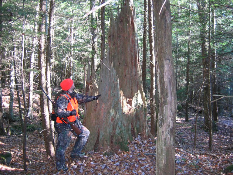 A hunter, in hunter orange, admires an old hemlock snag while out scouting for deer (Photo by Jim Finley).