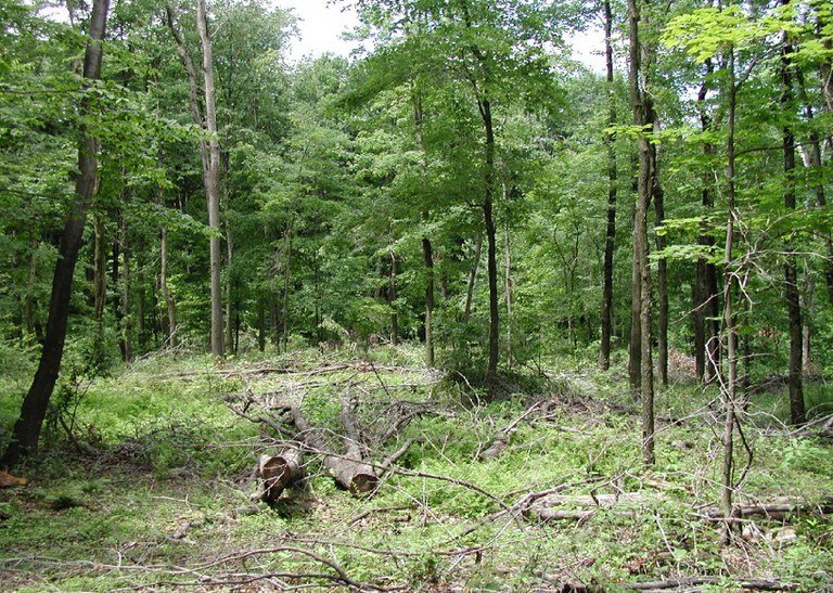 Results of a high-graded forest. (Photo by Jim Finley)