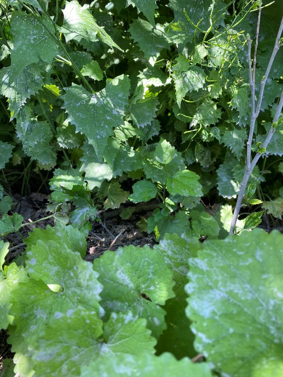 Garlic mustard is a biennial plant, with first year growth in the foreground and second year growth in the background, about to bear seeds. Photo by Allyson Muth