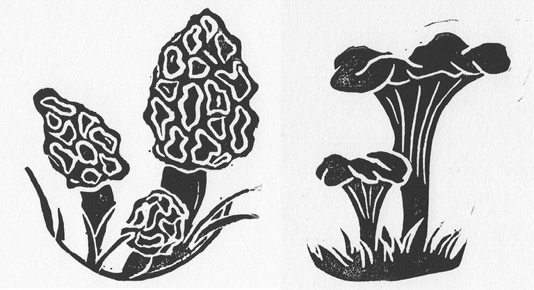 Hand-made chanterelle and morel prints given as gifts for completing the mushroom survey. Drawings by Cathryn Pugh, MS Student, Forest Resources, Penn State University