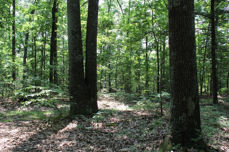 The majority of forest landowners in the Northeastern US own properties smaller than 20 acres. Photo by Penn State.