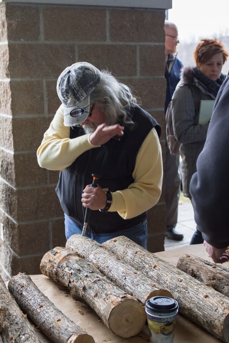 Prepping logs for inoculation. 