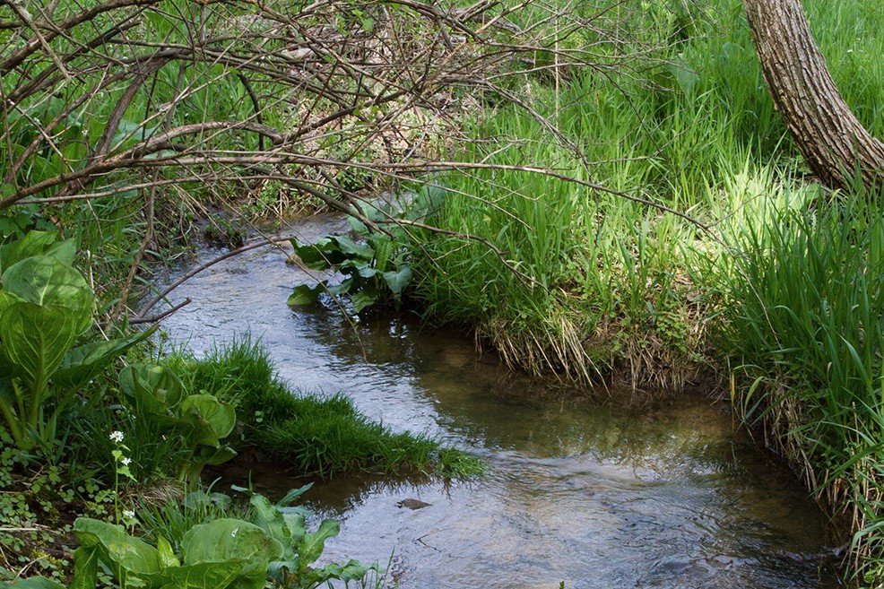 riparian-buffers-for-private-lands-research-department-of-ecosystem