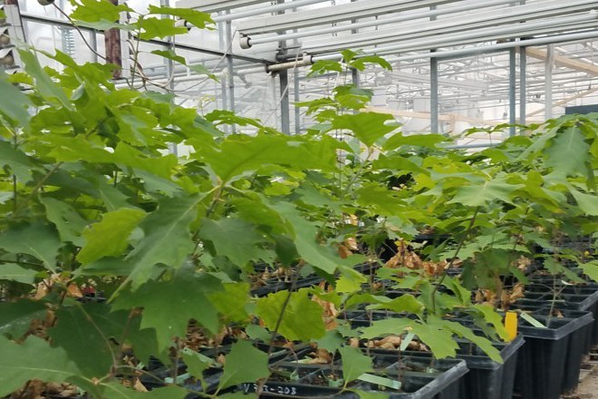 Drought stress test of red oak seedlings.  Are hybrids the winners?