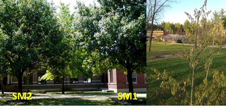 The Northern red oak reference tree (right) sequenced by Penn State University and the HudsonAlpha Institute for Biotechnology and its grandparent trees (left) at Purdue University (courtesy Jeanne Romero-Severson.