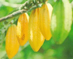Annual Report for 2004-2005 Ripening fruits of Theobroma cacao, the cocoa tree. The Schatz Center collaborates on gene discovery with The Cocoa Biotechnology Center at Penn State.