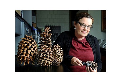 Annual Report for 2020 - 2021 Dr. Jill Hamilton, Associate Professor of Restoration Genetics and and the new Director of the Schatz Center in Tree Molecular Genetics