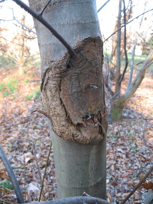 canker 001.jpg
