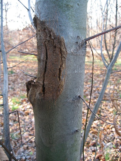 canker 002.jpg