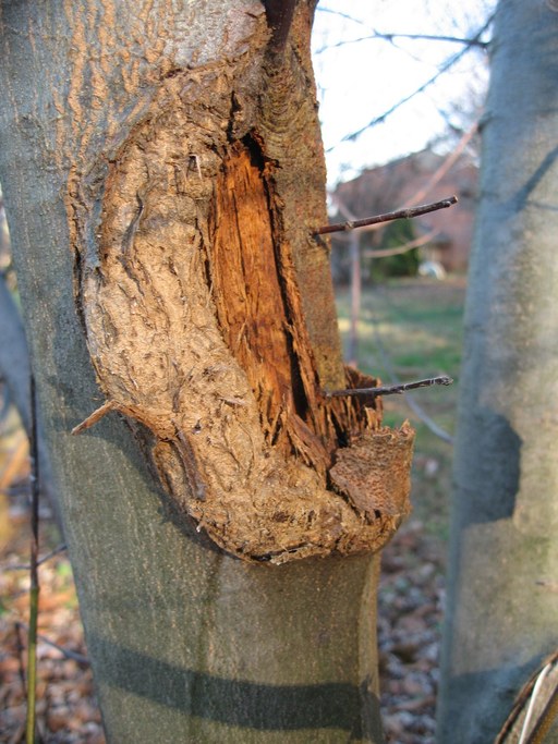 canker 004.jpg