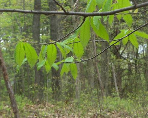 chestnut leaf identification