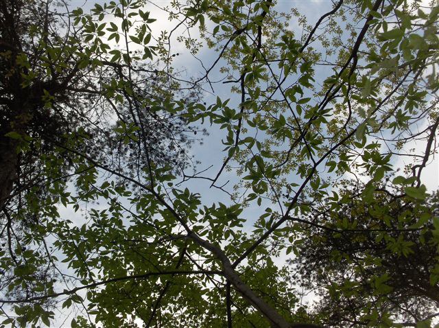 Chestnut Tree Canopy