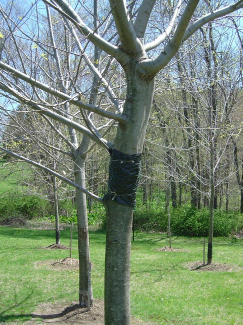 Mudpack on Tree in NY