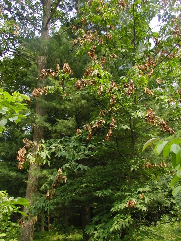 Photo Barbara Knapp - Cicada damage on one of her trees