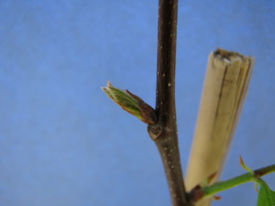 Bud Break - Rating 1 - Silver Green Tip