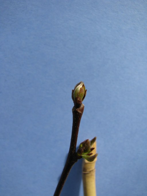 Bud Break - Rating 1 - Silver Green Tip