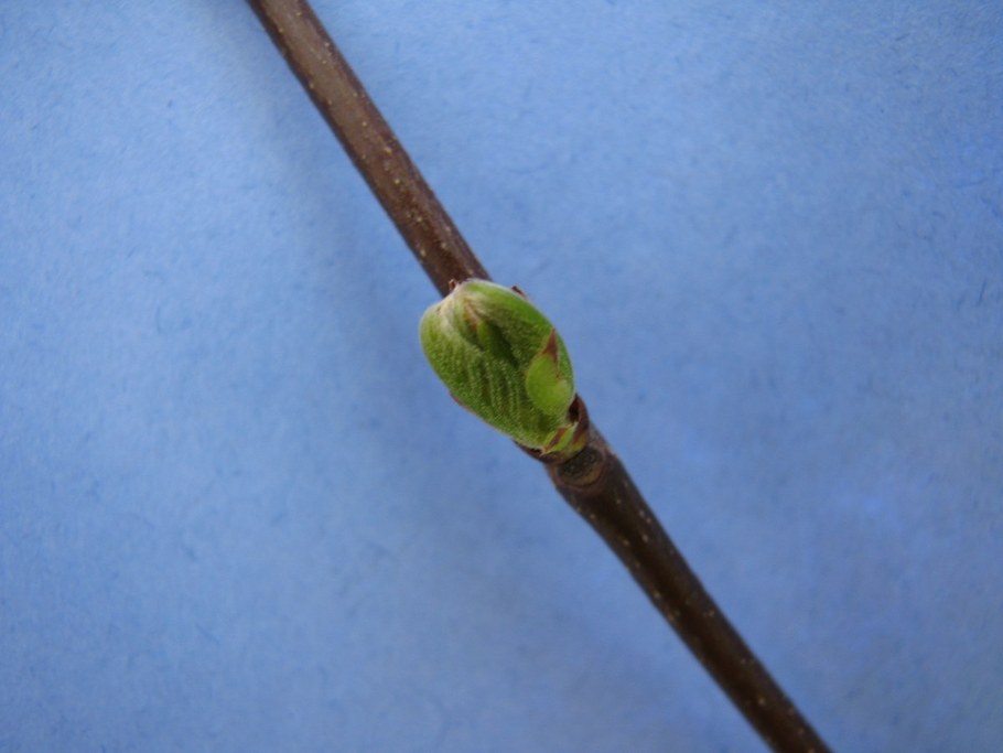 At a rating 2, the bud is open and the leaves are visible, but the leaves are still tightly bound in the bud shape.