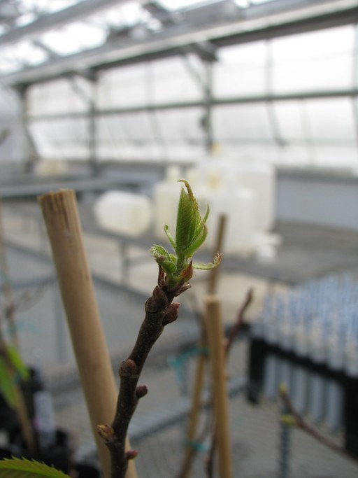 Bud Break - Rating 3 - Leaves Unfolding